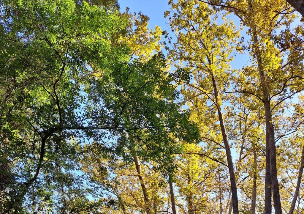 Bosco di platano orientale sui Peloritani.