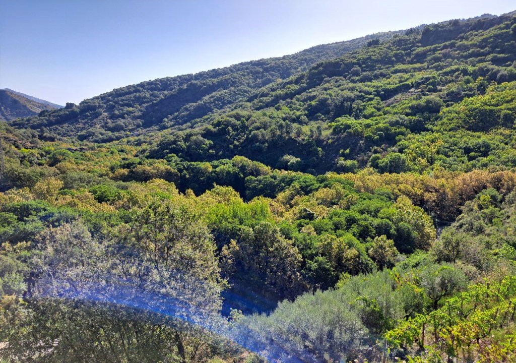 Bosco di platani, valle torrente Fonderia.