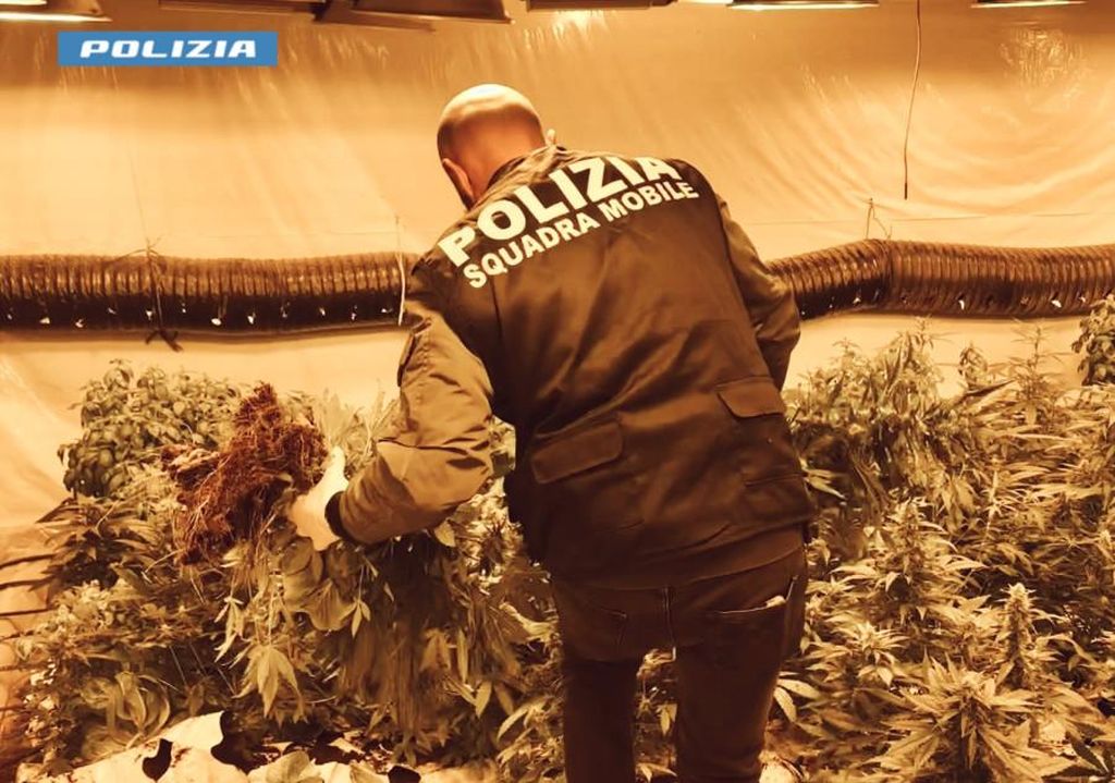 Polizia Sequestra 140 Kg Di Marijuana, Arrestato 76enne A Niscemi ...