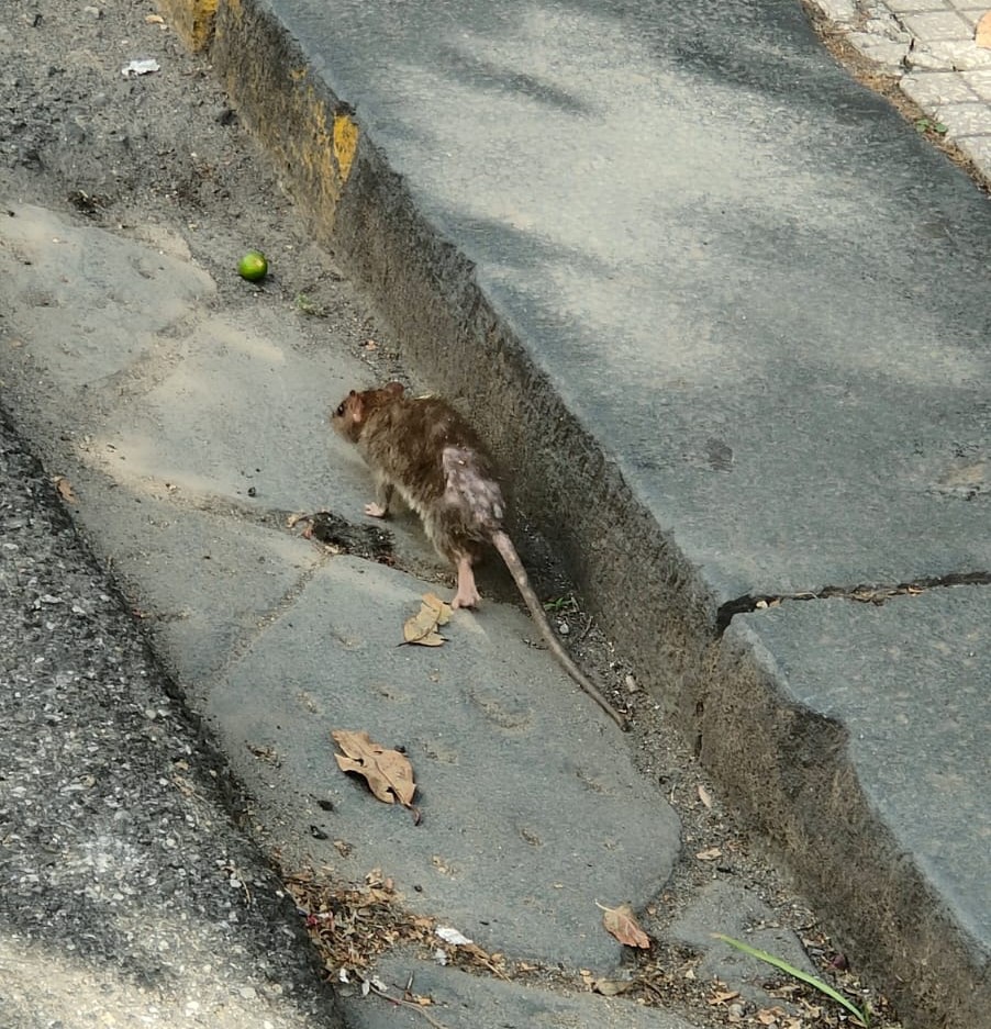 Topo sul viale San Martino