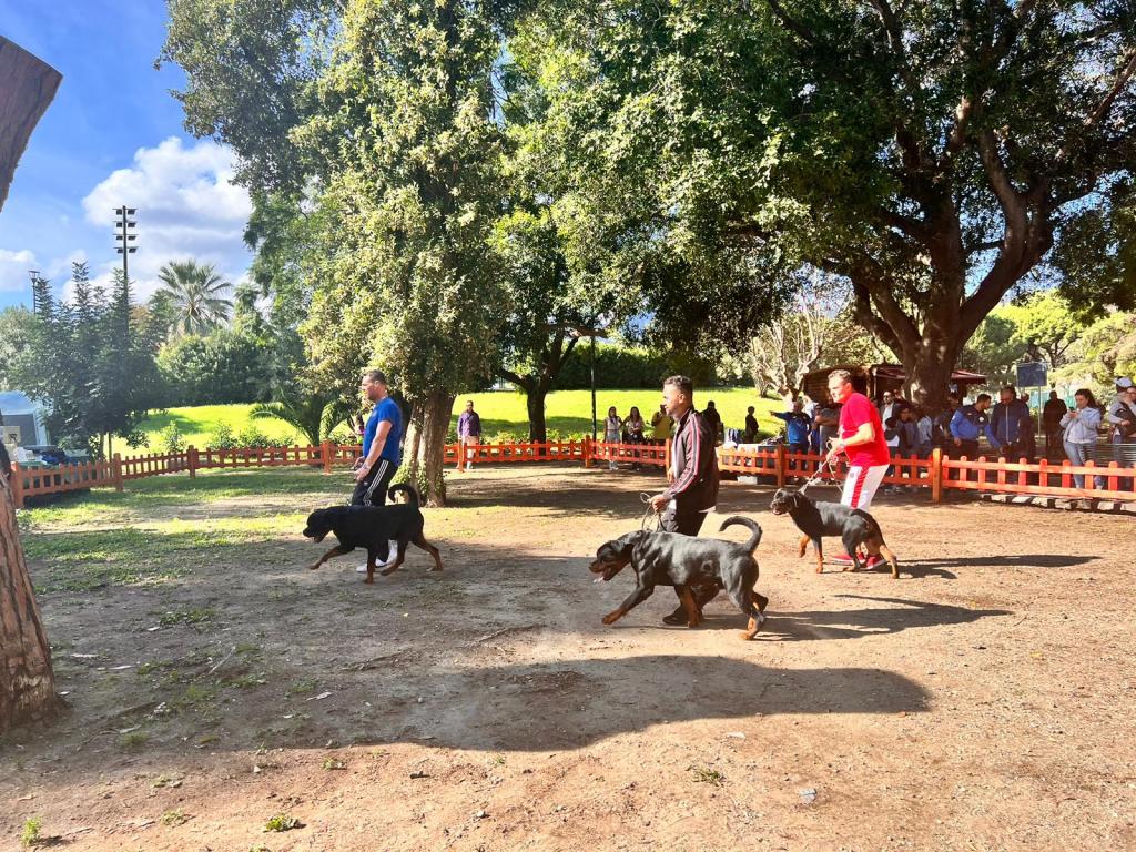 Esposizione canina a Villa Dante