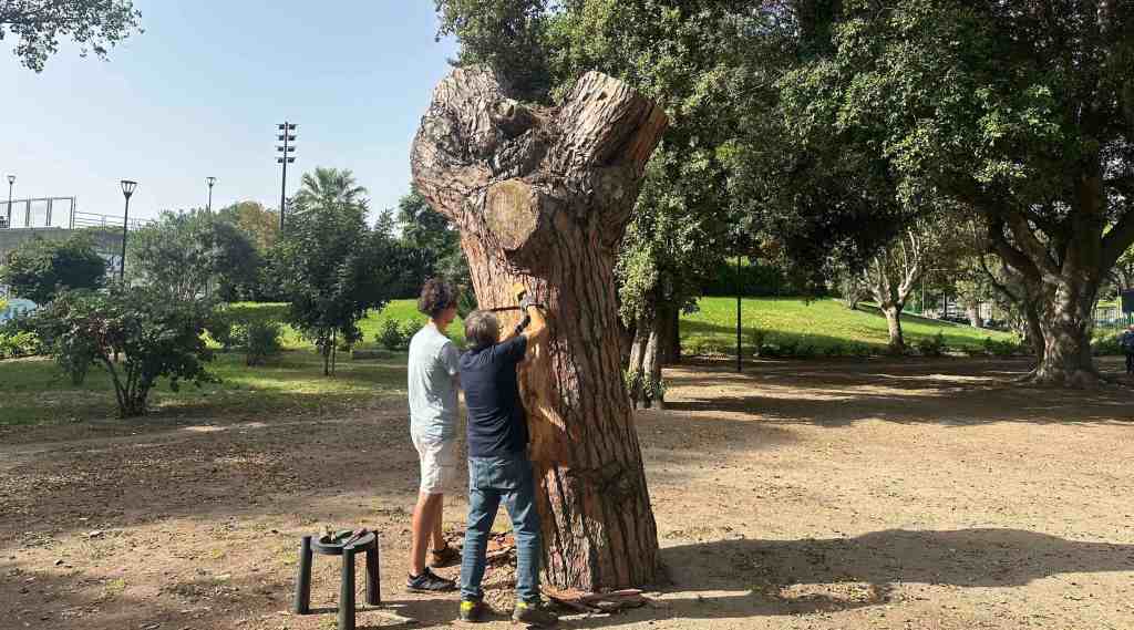 albero villa dante colapesce 