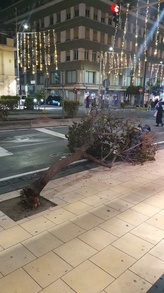 Albero divelto sul viale san martino